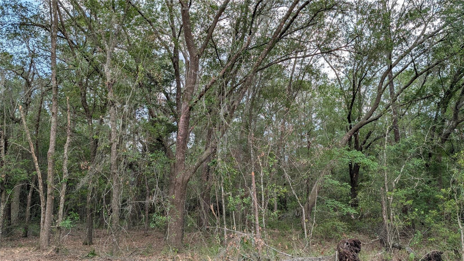  em WALDO, FL - Daniel Dourado