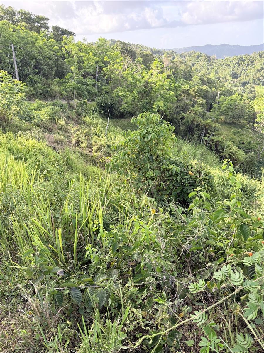  em CAGUAS, PR - Daniel Dourado